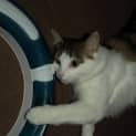 Photo of Hoot