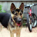 Photo of Casey On Trial In Her New Home