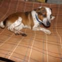 Photo of Bailey