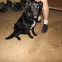 Photo of Belle