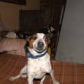 Photo of Bailey