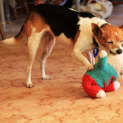 Photo of Sootie ~ Senior Mini Foxy, Girl (Trial 10/10/15)