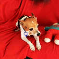 Photo of Sootie ~ Senior Mini Foxy, Girl (Trial 10/10/15)