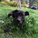 Photo of Sam (Cat/Dog/Child Friendly)