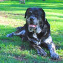 Photo of Rippa