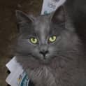 Photo of Osborn