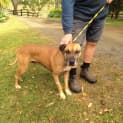 Photo of Koda