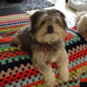 Photo of Molly *On Trial In Her New Home*