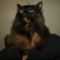 Photo of Copper