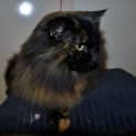 Photo of Copper