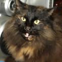 Photo of Copper