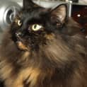 Photo of Copper