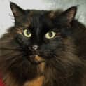 Photo of Copper
