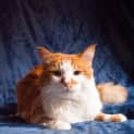 Photo of Puss 'N' Boots
