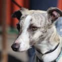 Photo of Blaze