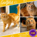 Photo of Garfield