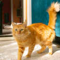 Photo of Garfield