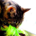 Photo of Nieve