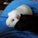 Photo of Bentley And Mustang