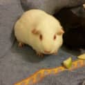Photo of Bentley And Mustang