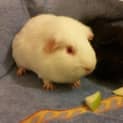Photo of Bentley And Mustang