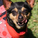 Photo of Trixie (Special Home Needed)