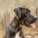 Photo of Rocco (2817)