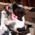 Photo of Benji
