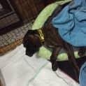 Photo of Rusty