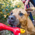 Photo of Bronson ** Golden Oldie **