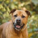 Photo of Bronson ** Golden Oldie **