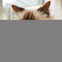 Photo of Gizmo