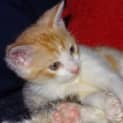 Photo of Benny