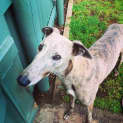 Photo of Tuppy **Adopted**