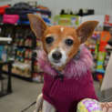 Photo of Sootie ~ Senior Mini Foxy, Girl (Trial 10/10/15)