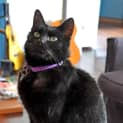 Photo of Cleocatra (Bn C300) 