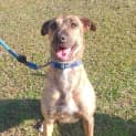 Photo of Sally (Adopted 22/12/15)