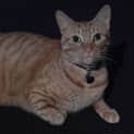 Photo of Tiger (Bn C297) 