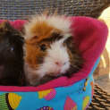 Photo of Kovu And Gizmo