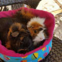Photo of Kovu And Gizmo