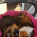 Photo of Kovu And Gizmo