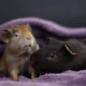 Photo of Bruno And Choc