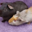 Photo of Bruno And Choc