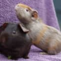 Photo of Bruno And Choc