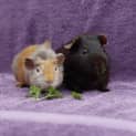 Photo of Bruno And Choc