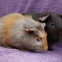 Photo of Bruno And Choc