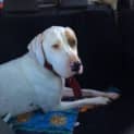 Photo of Ollie