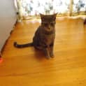 Photo of Lychee   Sweet Natured Girl