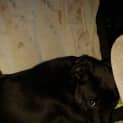 Photo of Amelia