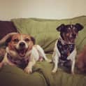 Photo of Milly And Chilli ~Pair(on Trial 13/3/16)